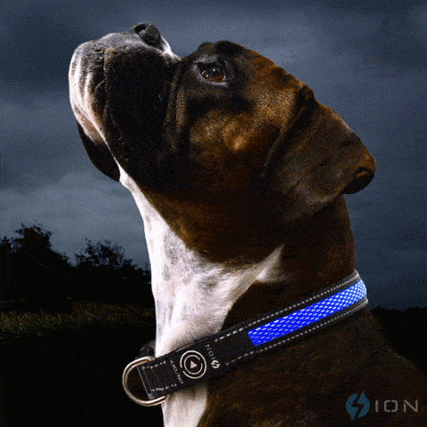 ion-led-collar-blue