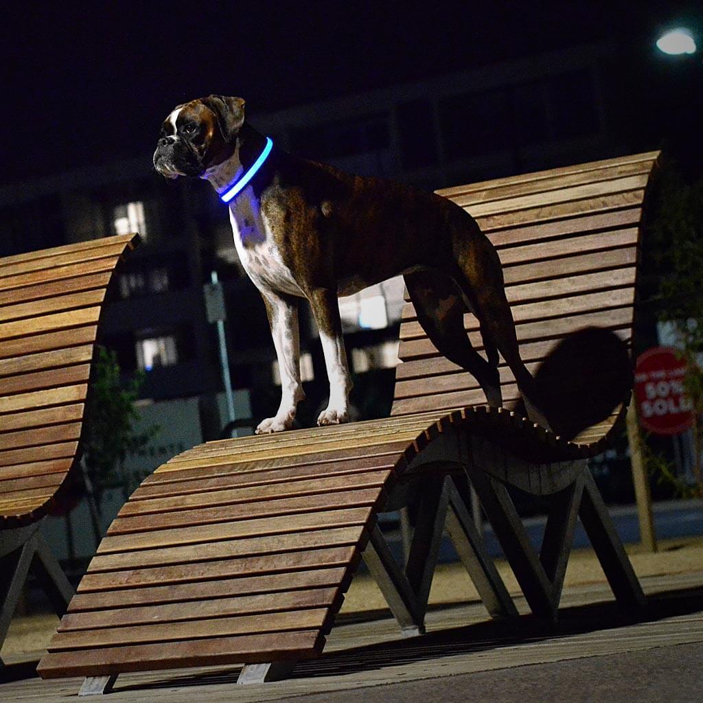 dog-with-light-up-collar